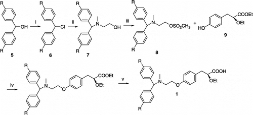 Scheme 2 Synthesis of Compound (1) SOCl2, benzene, reflux; ii) CH3NHCH2CH2OH, 100°C; iii) CH3SO2Cl, CH2Cl2, Et3N, rt., 88 ∼ 92%; iv) toluene, K2CO3, reflux; v) MeOH, NaOH, rt.