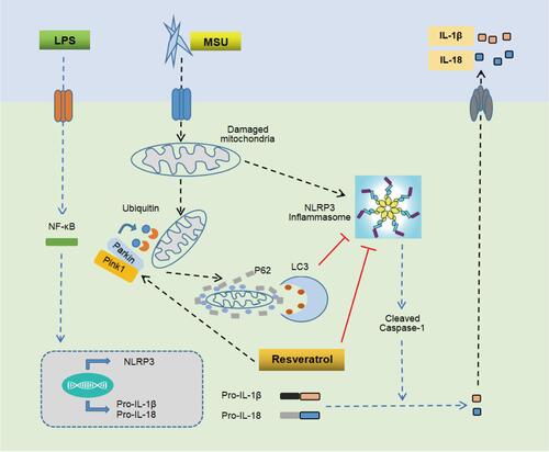 Figure 7 Mechanism of Res-inhibited activation of NLRP3 inflammasomes via mitophagy. MSU induces joint inflammation by causing mitochondrial damage, activating NLRP3 inflammasomes, and promoting the secretion of IL-1β and IL-18. Res alleviates GA by promoting mitophagy to clear damaged mitochondria and inhibit the activation of NLRP3 inflammasomes.