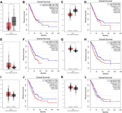 Figure 8 Validation of CFLAR-HLA-DQB1-AS1, GAPDH-LINC01116 and MLST8-LINC01137 in GEPIA database. (A) The mRNA expression levels of HLA-DQB1-AS1; (B) Kaplan–Meier survival analysis of HLA-DQB1-AS1; (C) The mRNA expression levels of CFLAR; (D) Kaplan–Meier survival analysis of CFLAR; (E) The mRNA expression levels of LINC01116; (F) Kaplan–Meier survival analysis of LINC01116; (G) The mRNA expression levels of GADPH; (H) Kaplan-Meier survival analysis of GADPH; (I) The mRNA expression levels of LINC01137; (J) Kaplan–Meier survival analysis of LINC01137; (K) The mRNA expression levels of MLST8; (L) Kaplan–Meier survival analysis of MLST8. *P<0.05.