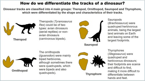 Figure 10. Characteristic footprints of large groups of dinosaurs: theropods, ornithopods, sauropods, and thyrophores.