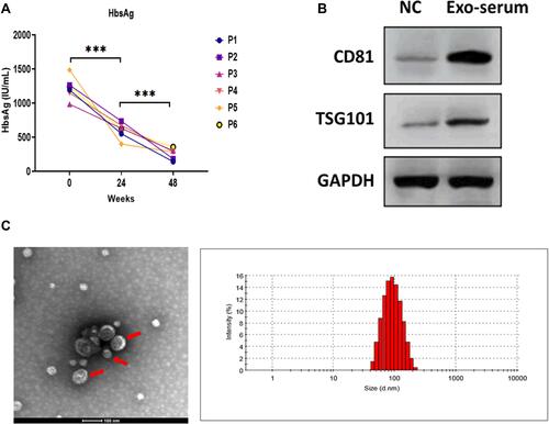 Figure 1 Characterization of exosomes derived from the serum of CHB patients. (A) The serum HBsAg level of CHB patients at 24 and 48 weeks after receiving daily TAF treatment (25 mg). (B) Protein expressions of exosomal markers CD81 and TSG101 in exosomes derived from the serum of CHB patients at 48 weeks after receiving daily TAF treatment (25 mg) (Exo-serum). The supernatant surrounding the exosome pellet after ultracentrifugation was used as the negative control (NC). (C) Transmission electron microscopy and nanoparticle tracking analysis for Exo-serum. Scale bar = 100nm. ***p < 0.001.