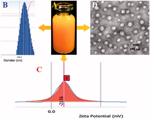 Figure 4. (A) The nano-echinus with PBS; (B) The size distribution of the nano-echinus; (C) The Zeta Potential of the nano-echinus; (D) The TEM images of nano-echinus.