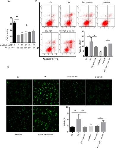 Figure 8 Caspase inhibitor ameliorated PA-induced cell apoptosis and ROS generation in H9c2 cells. H9c2 cells were cultured in 100 μM PA with or without pretreatment of pan-caspase inhibitor (z-vad-fmk, 100 μM). A. Cell viability was detected by the MTT assay (A). Cell apoptotic rate was detected by flow cytometry (B). ROS was measured by fluorescent staining (C). Data were presented as the mean ± SD from three separate experiments. *P<0.05, **P < 0.01; #P < 0.05, ##P < 0.01 vs PA treatment; &P < 0.05 vs PA +ADN treatment. Bar = 50 µm.