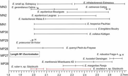 Figure 11. The length of M1 (range and average) of Eucricetodon from Gözükızıllı compared with that of late Oligocene and early Miocene species of Eucricetodon from Europe. For Bouzigues see Aguilar (Citation1974); for Cetina (de Aragon) see Daams (Citation1976); for Estrepouy see Hugueney & Bulot: for Fraga 4 see Augusti & Arbiol 1989; for Laugnac see Daams (Citation1976); for Mirambueno 4D see Freudenthal (Citation1994). for Oensingen, St-Victor-la-Coste and Pech-du-Fraysse see Vianey-Liaud (Citation1972); for Paulhiac, Boudry and Küttigen see Engesser Citation1985; for Pareja see Daams et al. (Citation1989); for Ulm & Weiss-6 see Dienemann (Citation1987)