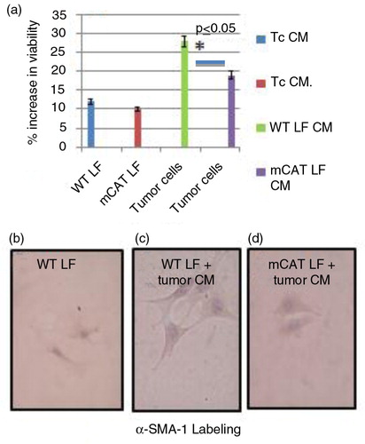 Fig. 4 (a) There was no difference in activation of lung fibroblasts from mice expressing mCAT compared with lung fibroblasts from WT mice when conditioned medium (CM) from LKR13 lung tumor cells was added to respective lung fibroblast cultures. CM from lung fibroblasts from old mCAT mice but not old WT mice suppressed tumor cell viability, *p≤0.05 for average percent activity of three different experiments. WT and mCAT lung fibroblasts cultured with tumor cell CM stained with increased but similar intensity (c and d respectively) compared with lung fibroblasts cultured with control medium (b).