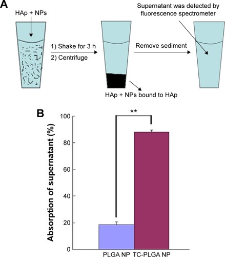 Figure 8 HAp adsorption affinity experiments using the hydrophobic fluorescent dye ODA–FITC as a drug model (A) and their results (B).Notes: The data are plotted as the mean ± SD (n=3). Significant differences against the control, **P<0.01.Abbreviations: HAp, hydroxyapatite powder; FITC, fluorescein isothiocyanate; ODA–FITC, otcadecylamine–fluorescein isothiocyanate moiety; NPs, nanoparticles; PLGA, poly(lactic-co-glycolic acid); TC–PLGA, tetracycline–poly(lactic-co-glycolic acid) moiety; SD, standard deviation; h, hours.