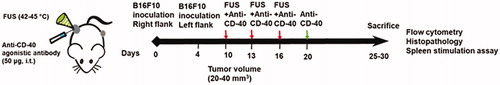 Figure 1. Experimental design to assess the efficacy of FUS and CD-40 combination against melanoma tumors. 0.5 × 106 B16F10 cells were injected subcutaneously (sc) in the right flank regions of C57/BL6 mice. 4 days later, the mice were injected with 0.125 × 106 cells in the left flank region by sc route. Unilateral treatment of the right flank tumor was initiated at a volume of 20–40 mm3. FUS heating (42–45°C) was applied for ∼15 min, and intratumoral injection of anti-CD-40 agonistic antibody (50 µg) was performed sequentially within 4 h of FUS heating. Red arrows indicate the three treatments with FUS and CD-40. Green arrow indicates the fourth anti-CD-40 dose. Mice were sacrificed when tumors reached >1 cm in any dimension or reached 30 days post-inoculation. The harvested treated tumor and spleen were analyzed for the population and type of immune cell.