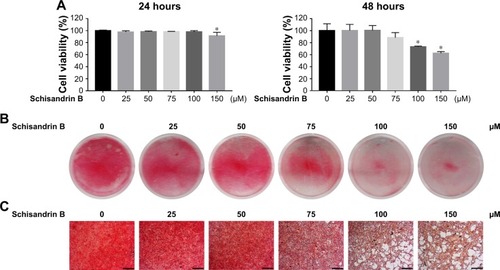 Figure 1 Effect of Schisandrin B on viability and chondrocyte phenotype maintenance.Notes: (A) CCK-8 analysis, *p<0.05 versus control group. (B) Gross view of safranin O stained chondrocytes treated with different concentrations of Schisandrin B for 48 hours in 12-well plates. (C) Microscopic images of safranin O-stained chondrocytes treated with different concentrations of Schisandrin B for 48 hours. Scale bar =200 μM.