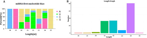Figure 1. Analysis of length and miRNA first nucleotide bias in novel miRNAs. (A) miRNA first nucleotide bias analysis of novel miRNAs; (B) length analysis of novel miRNAs.