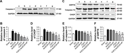 Figure 6 In vivo expression of proteins associated with endoplasmic reticulum stress 28 days after treatments: (A) expression of caspase-3 detected by Western blot, (B) quantitative analysis of caspase-3 expression in Western blot, (C) expression level of GRP78, caspase-12, and CHOP detected by Western blot, and (D–F) quantitative analysis of CHOP, caspase-12, and GRP78 according to the results of Western blotting. a: Sham group; b: SCI group; c: dscECM group; d: dscECM + HP group; e: FGF2 solution group; f: FGF2-HP hydrogel group; and g: FGF2-dscECM-HP hydrogel group. Data were presented as mean ± SD, n=6. FGF2-dscECM-HP group versus SCI group (*P<0.05; **P<0.01; ***P<0.001), FGF2-dscECM-HP group versus FGF2 group (#P<0.05; ##P<0.01, ###P<0.001), FGF2-dscECM-HP group versus FGF2-HP group ($P<0.05; $$P<0.01).Abbreviations: SCI, spinal cord injury; FGF2, fibroblast growth factor-2; dscECM, decellular spinal cord extracellular matrix; HP, heparin-poloxamer.