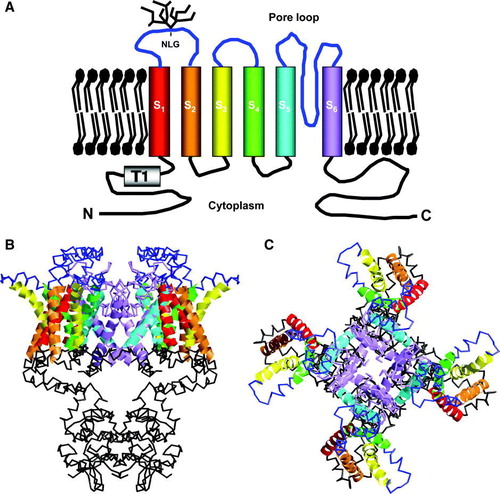 Figure 1.  Structure of the Kv channel. (A) Cartoon of single Kv α-subunit, showing transmembrane helices S1-S6. The N-linked glycosylation site, amino and carboxy termini are designated NLG, N and C, respectively. Side (B) and top (C) (extracellular) view of the structure of the Kv1.2 homotetramer (open state), coloured as in (A). Extra and intracellular loops are shown in blue or black, respectively. Structures were modelled and coloured using co-ordinates given in Pathak et al. (2007) Citation[7].