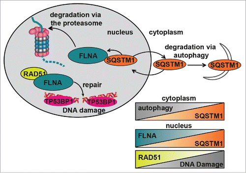 Figure 6. Diagrammatic representation of the role of SQSTM1 in DDR. Following DNA damage, FLNA provides a scaffold to support recruitment of RAD51 and promote DNA repair. We have demonstrated that SQSTM1 can interact with and facilitate the proteasomal degradation of FLNA following DNA damage (induced herein by X-ray irradiation). High levels of nuclear SQSTM1 increased degradation of FLNA, which negatively affected RAD51 recruitment to the sites of DNA damage and therefore increased the amount of time required for DNA damage to be fully resolved. These results have important implications for aging as SQSTM1 levels are carefully regulated by its own turnover via autophagy and proteasomal degradation; perturbation of both have been demonstrated in aging models. Changes in nuclear levels of SQSTM1 could directly contribute to defects in the DDR, further compounding aging-related pathologies. Inverse correlations between autophagy and SQSTM1, nuclear levels of FLNA and SQSTM1 as well as RAD51 and DNA damage are illustrated by the chart.