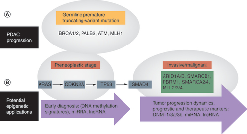 Figure 1. Epigenetic mechanism involved in pancreatic ductal adenocarcinoma progression. (A) PDAC is characterized by various mutations, including those involved in regulating epigenetic mechanisms. (B) Numerous epigenetic signatures could potentially be utilized for applications including early diagnosis and the study of tumor progression, and could be used as prognostic or therapeutic markers.PDAC: Pancreatic ductal adenocarcinoma.