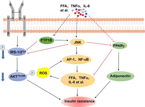 Figure 1 A general model for the relationship between JNK signaling pathway and the others, in the obesity-driven insulin resistance. JNK plays a critical role in obesity-induced pro-inflammatory state, leading to enhanced production of pro-inflammatory factors such as IL-1β, TNFα and IL-6. These factors are likely to induce impaired glucose metabolism and insulin resistance in a number of ways (see text for details). For example, JNK inhibits insulin signaling pathway and increases the production of inflammatory cytokines. Pro-inflammatory factors regulate PPARγ to control the expression of adiponectin and pro-inflammatory state. NF-κB signaling pathway can be affected by JNK to regulate the expression of inflammation cytokines. PTP1B activated by inflammation cytokines may block the insulin signaling pathway and activate JNK signaling pathway to aggravate insulin resistance.