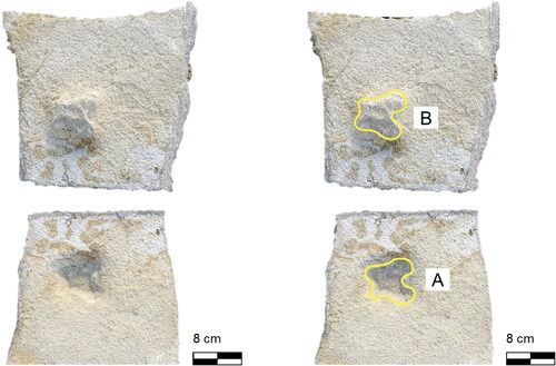 Figure 6. Block of pyroclastic tuff containing Track 3. The fossil track (A) and corresponding track cast (B) are preserved with minimal detail.