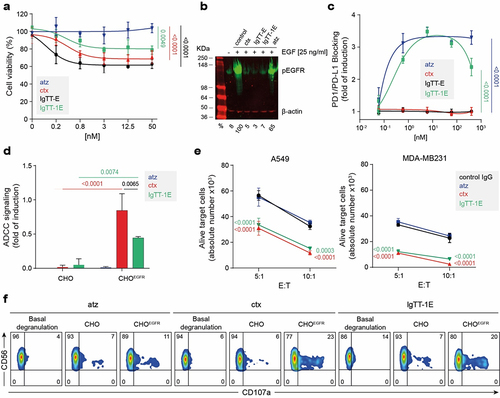 Figure 3. IgTT-1E reduces cell proliferation and induces cytotoxicity. (a) Inhibition of A431 cell proliferation through blocking of EGF/EGFR signaling. The cells were treated with the indicated doses of IgTT-E, IgTT-1E, ctx (positive control) or atz (negative control). Viable cells after 72 hours of treatment were plotted relative to untreated controls. Results are expressed as a mean ± SD (n = 3). Significance was measured by one-way ANOVA with Dunnett’s multiple comparisons test. (b) Inhibition of EGFR phosphorylation was assessed by western blotting. After pre-incubation with 50 nM of each antibody for 4 hours, cells were stimulated for 5 minutes with EGF or vehicle. Using the β-actin as load and signal control, the percentages of each phosphorylation band with respect to the positive control were calculated. (c) PD-1/PD-L1 blockade bioassay assesses the inhibitory activities of PD-L1 blocking antibody IgTT-1E. Y-axis represents reporter gene fold induction. Ctx was used as negative control and atz as positive control. Results are expressed as mean ± SD (n = 3). Significance was measured by one-way ANOVA with Dunnett’s multiple comparisons test. (d) ADCC reporter bioassay response to ctx, atz and IgTT-1E, using ADCC bioassay effector JurkatCD16 cells against CHO and CHOEGFR target cells. Target cells were incubated with ctx (positive control), atz (negative control) and IgTT-1E followed by addition of ADCC bioassay effector cells at a 6:1 E:T ratio. After 6 hours of coincubation at 37°C Bio-Glo™ Luciferase Assay Reagent was added for luminescence determination. Data shown represent the mean ± standard deviation of triplicates. Data are presented as the mean ± SD (n = 3). Quantification shown as mean ± SD, (n = 3). Significance was determined by two-way ANOVA with Tukey’s multiple comparisons test. (e) the number of alive (7AAD−) target A549 and MDA-MB231 cells determined after 48 hour co-culture with PBMC cells at 5:1 and 10:1 E:T ratios in presence of control human IgG, atz, ctx and IgTT-1E. Results are shown as mean ± SD (n = 3). Significance was determined by two-way ANOVA with Dunnett’s multiple comparisons test. (f) Human PBMC were incubated with ctx, atz and IgTT-1E (0.667 nM) for 4 hours prior to flow cytometry evaluation of CD107a cell surface expression on NK cells, gated as CD3−CD56+ cells.