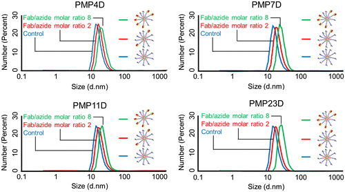 Figure 5. Z-average diameter of unconjugated micelles (blue), Fab-installed micelles at a Fab/azide molar ratio of 2 (red) and Fab-installed micelles at a Fab/azide molar ratio of 8 (green) prepared using Fab-cross-linkers containing PMP4D, PMP7D, PMP11D or PMP23D heterobifunctional linkers.