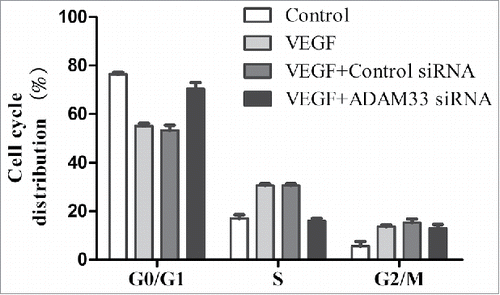 Figure 3. ADAM-33 siRNA transfection inhibits cell cycle in ASM cells. ASM cells were transfected with negative siRNA or ADAM-33 siRNA in the presence of VEGF (50 ng/ml) for 48 h, and then Flow cytometric analysis for cell cycle was performed. All experiments were done at least twice. Values represent the means ± SEM.