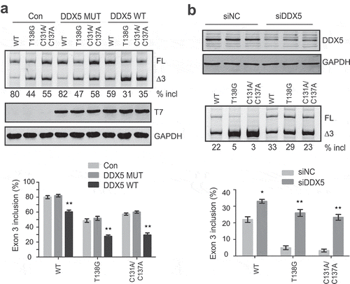Figure 6. Effects of DDX5 overexpression and knockdown on PDCD1 exon 3 splicing. (a) Overexpression of T7-DDX5 (DDX5 WT) markedly inhibits PDCD1 exon 3 inclusion in 375 cells, whereas R403L mutation (DDX5 MUT) that abolishes ATPase and RNA unwinding activities lost the effect. Western blotting using an anti-T7 antibody confirmed proper expression of DDX5 WT and DDX MUT. The splicing inhibitory effect by DDX5 was more drastic for two mutants T138G and C131A/C137A (1.7- and 2.0- folds, respectively) with more stable RNA structures (see Figure 5) than that for the WT minigene. (b) Depletion of DDX5 with siRNA robustly promotes PDCD1 exon 3 splicing. 100 nM siRNA (siDDX5) or control (siNC) was co-transfected into HEK293 cells with each minigene plasmid (WT, T138G or C131A/C137A). DDX5 was detected with a polyclonal anti-DDX5 antibody with GAPDH as a loading control. The stimulatory effect of DDX5 depletion is more drastic for mutants T138G and C131A/C137A, consistent with the DDX5 overexpression data. The histograms on the bottom show the quantitation of exon 3 inclusion from three independent experiments. **P< 0.01 compared to no plasmid (n = 3); *P< 0.05 compared to si NC (n = 3).