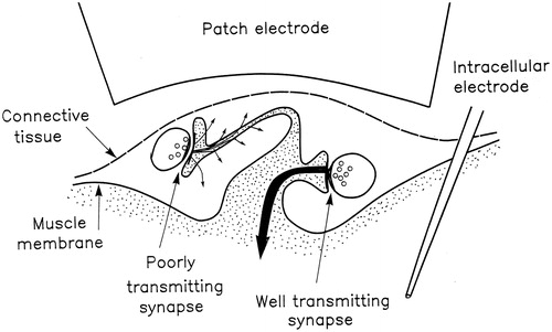 Figure 1. Complex membrane structure of the crayfish muscle fibers. The spine-like structures complicated voltage clamping efforts by the author. However, the observed structures may have functional significance in synaptic transmission analogous to dendritic spines in neurons. The phenomenon of ‘missing quanta’ may be attributed to the structures.