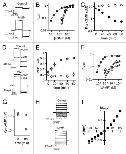 Figure 1. MMP9 increases the ligand sensitivity of CNGA3 homomeric channels. (A) Representative current traces from inside-out patches excised from Xenopus oocytes expressing homomeric human CNGA3 (A3) after activation by a sub-saturating concentration of cGMP (2 μM) for control (top) and ~10 nM MMP9-treated (bottom) patches immediately (t0, dashed line) and 60 min (t60, dark line) following excision. Current traces were elicited using voltage steps from a holding potential of 0 mV, to +80 mV, -80 mV and then returning to 0 mV. (B) Representative dose-response curves for activation of control (open symbols) and MMP9-treated (closed symbols) channels by cGMP at t0 (circles) and t60 (squares). Currents were normalized to the maximum t0 cGMP current. Continuous curves (t0, solid line; t60, hashed line) represent fits of the dose-response relationship to the Hill equation as indicated in materials and methods. Parameters for each condition shown are as follows: control, K1/2,t0 = 6.6 μM, nH = 2.9, IMAX = 1.0, K1/2,t60 = 10.3 μM, nH = 2.1, IMAX = 1.0; MMP9 K1/2,t0 = 6.4 μM, nH = 2.5, IMAX = 1.0, K1/2,t60 = 0.7 μM, nH = 1.1, IMAX = 0.8. (C) Time course for the change in cGMP apparent affinity for control (open circles) and MMP9-treated (filled circles) patches following excision. Data based on best fit Hill curves and expressed as mean K1/2 (± S.E.M.). (D) Representative current traces after activation by a saturating concentration of cGMP (1 mM, black line) or cAMP (10 mM, gray line) for control (top) and MMP9-treated (bottom) patches at 60 min following excision. (E) Time course for the change in cAMP efficacy for control (open circles) and MMP9-treated (filled circles) patches following excision. (F) Representative dose-response relationships for activation of control (open symbols) and MMP9 treated (closed symbols) A3 channels by cAMP at t0 (circles) and t80 (squares). Currents were normalized to the maximum cGMP current. Parameters of best fit Hill curves (t0, solid line; t80, hashed line) for each condition shown are as follows: control, K1/2,t0 = 1.0 mM, nH = 1.1, IMAX = 0.29, K1/2,t80 = 0.9 mM, nH = 1.0, IMAX = 0.14; MMP9 K1/2,t0 = 1.2 mM, nH = 2.2, IMAX = 0.26, K1/ 2,t80 = 0.4 mM, nH = 1.4, IMAX = 0.74. (G) Summary of change in cAMP apparent affinity for control (open circles) and MMP9-treated (filled circles) patches. (H) Families of current traces elicited by voltage steps from -100 mV to +100 mV, recorded in the presence of 1 mM cGMP, for control (top) and MMP-treated (bottom) patches at 60 min following excision. (I) Mean (± S.E.M.) current-voltage (I-V) relationships for control (open symbols) and MMP9-treated (filled symbols) patches at t0 (circles) and t60 (squares).