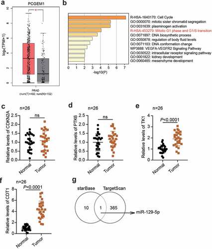 Figure 1. The key regulators were confirmed in PCa. (a) the PCGEM1 expression in PCa was confirmed by GEPIA database. (b) the key biological process involving the key genes in GSE38241 was enriched by metascape. (c-f) analysis of CDKN2A (c), PTK6 (d), TK1 (e) and CDT1 (f)level in PCa as well as normal samples based on qRT-PCR assay. (n = 26). (g) miR-129-5p was the only miRNA binding to PCGEM1 and CDT1 based on the prediction of starBase and TargetScan.