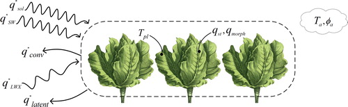 Fig. 1. Crop energy balance.