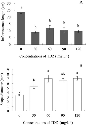 Figure 2. Effect of TDZ concentrations on the inflorescence length (A) and scape diameter (B) of Dendrobium ‘Sunya Sunshine’ potted plants. The data were measured at the time of the first flower bloom and represent means of 30 plants per treatment ± standard error. Different letters indicated significant differences at P ≤ 5%.