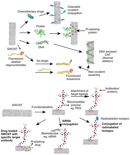 Figure 1 Overview of functionalization of carbon nanotubes (CNTs) using different molecules and their biomedical applications.Abbreviations: SWCNT, single-walled carbon nanotube; siRNA, small interfering RNA; PEG, polyethylene glycol.