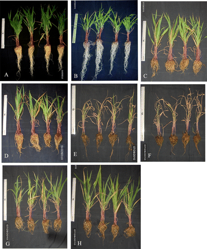 Figure 4.  Effect of arsenate treatment on Zea mays after 14 d, treated with sulfur without sulfur and 1 mM GSH. (A) C(+S); (B) C(−S); (C) As(9)(+S); (D) As(12)(+S); (E) As(9)(−S); (F) As(12)(−S); (G) As(9)(GSH); (H) As(12)(GSH). The scale in the figure represents 30 cm.