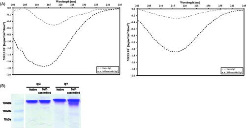 Figure 2. (A) CD spectra of native (gray) and self-assembled (black) IgG (left) and IgY (right) preparations (20 μg/ml). (B) Images of non-reducing gel electrophoresis for native and self-assembled IgG (left panel) and IgY (right panel).