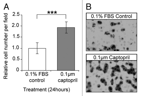 Figure 3. Captopril increased macrophage invasion in vitro. (A) P388D1 macrophage cells were allowed to invade through fibronectin for 24 hours under the influence of 0.1 µM captopril or 0.1% FBS/RPMI control (Boyden Chamber assay). (B) Representative images of migrated P388D1 cells in the lower chamber of the membrane. The average number of cells in 25‒35 representative images per membrane was used to quantify the extent of invasion. Results are expressed as mean values ± SEM. N = 6. ***P = 0.10.