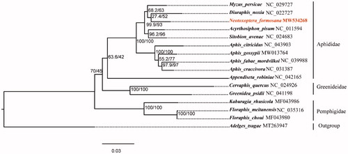 Figure 1. Maximum likelihood phylogeny of 15 Aphidoidea species based on concatenated nucleotide sequences of 13 PCGs (delete the third codon position) and 2 rRNA. Number at nodes represent SH-aLRT support (%)/ultrafast bootstrap support (%).