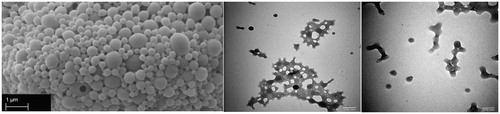 Figure 8. SEM (a) and TEM (b, c) images of peptide loaded PLGA nanoparticles.
