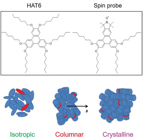 Figure 6. (Colour online) Top: Structures of HAT6 and discotic rigid core nitroxide spin probe. Bottom: Schematic diagrams representing isotropic, columnar and crystalline domain distributions of HAT6 molecules. Spin probes are shown in red.