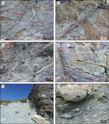 Figure 3. Field images of the meta-ophiolite succession of the MO. (a) Close up view of massive serpentinite laced by antigorite veins (dashed black lines) and crosscut by faults (dashed red lines) (Long. 7°7′55″, Lat. 44°35′51″). (b) E-W striking fault (dashed red lines) cutting the calcschist (Long. 7°8′47″, Lat. 44°35′43″). (c) Close up view of a meta-ophicarbonate horizon (Long. 7°8′43″, Lat. 44°36′47″). (d) Metabasite with relics of pillow textures (yellow dashed lines) (Long. 7°8′8″, Lat. 44°36′48″). Rocks and structures of the Baracun Shear Zone. (e) Contact between a block of metagabbro (Mg) and the talcschist (Ts) matrix (Long. 7°8′16″, Lat. 44°36′40″). (f) Blocks of metagabbro (Mg) embedded within the serpentine schist (Ss) matrix (Long. 7°8′51″, Lat. 44°37′39″).