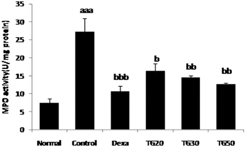 Figure 6. Myeloperoxidase activity (MPO) in colon. Values are mean ± SEM. Dexa, dexamethasone; TG20, T. graminifolius at dose of 20 mg/kg; TG30, T. graminifolius at dose of 30 mg/kg; TG50, T. graminifolius at dose of 50 mg/kg. aSignificantly different from the Normal group at p < 0.05. bSignificantly different from the control group at p < 0.05. cSignificantly different from the Dexa group at p < 0.05. aa Significantly different from the Normal group at p < 0.01. bbSignificantly different from the control group at p < 0.01. ccSignificantly different from the Dexa group at p < 0.01. aaaSignificantly different from the Normal group at p < 0.001. bbbSignificantly different from the control group at p < 0.001. cccSignificantly different from the Dexa group at p < 0.001.