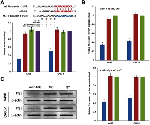 Figure 4 Fibronectin 1 was directly targeted by miR-1-3p via its 3ʹ-UTR region. (A) A luciferase activity assay was used to detect the reporter activity in A498 or CAKI-1 cells co-transfected with either miR-1-3p mimics or Mock Control miRNA, and either WT-Fibronectin 1-3ʹUTR or MUT-Fibronectin 1-3ʹUTR. The mutant miR-1-3p binding site was generated in the complementary site for the seed region of miR-1-3p. (n=3, *P<0.01 vs the Mock Control miRNA and MUT-Fibronectin 1-3ʹUTR co-transfected cells). The relative (B) mRNA or (C) protein expression levels of Fibronectin 1 in A498 or CAKI-1 cells with or without miR-1-3p were determined. β-actin was used as an internal control. (The first panel of (C) is a representative illustration of the results; n=3, *P<0.01 vs Non-Transfected cells).Abbreviations:  UTR, untranslated regions;  WT, wild type; MUT, mutant.
