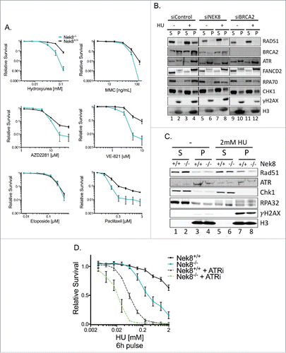 Figure 3. NEK8 is required for resistance to replication stress and acts independently of ATR. A. Cell survival in Nek8+/+ and Nek8−/− MEFs in response to increasing doses of hydroxyurea, MMC, PARP inhibitor (AZD2281), ATR inhibitor (VE-821), etoposide or paclitaxel as indicated. Cell survival was assayed by crystal violet staining and expressed as a fraction of the untreated control (n = 3, +/- SEM). B. U-2 OS cells were transfected with siRNA (20nM) and treated with or without HU (2 mM 24 h). Cells were then subjected to chromatin fractionation (S, soluble fraction; P, insoluble fraction (chromatin fraction)) and Western blotting. C. Nek8+/+ and Nek8−/− MEFs were treated with or without HU (2 mM 6 h) and then subjected to chromatin fractionation (S, soluble fraction; P, insoluble fraction (chromatin fraction)) and Western blotting. D. Cell survival in Nek8+/+ and Nek8−/− MEFs in response to a 6 h pulse of HU, with or without ATR inhibition followed by release into fresh media. Cell survival was assayed by crystal violet staining and expressed as a fraction of the untreated control (n = 7, +/-SEM).