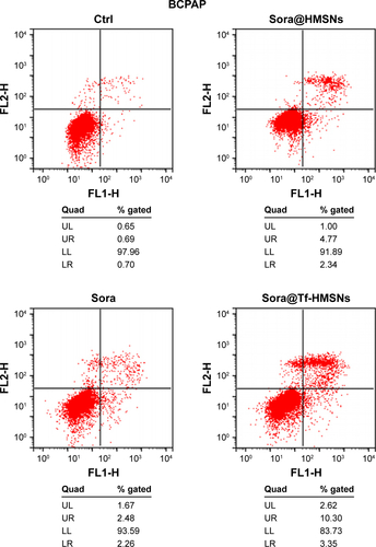 Figure S5 Annexin V/FITC staining indicating enhanced apoptosis and cell death by sora@Tf-HMSNs compared to sora@HMSNs and sorafenib group using flow cytometry in BCPAP cell line.Abbreviations: Ctrl, control; FITC, fluorescein isothiocyanate; HMSNs, hollow mesoporous silica nanoparticles; sora@HMSNs, HMSNs loaded with sorafenib; sora@Tf-HMSNs, transferrin-conjugated HMSNs loaded with sorafenib; Tf-HMSNs, transferrin-conjugated HMSNs; UL, upper left; UR, upper right; LL, lower left; LR, lower right.