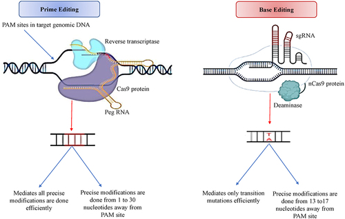 Figure 3. Ways toward precise editing: The prime editing mechanism involves the formation of a complex that comprises pegRNA to yield single-strand nick at a precise position in the target DNA PAM sequences, followed by the polymerization of newly edited DNA by reverse transcriptase by using pegRNA as a template. Subsequently, the sgRNA is employed to form the nick on the non-modified DNA strand to initiate repair-based insertion of editing in both the DNA strands. Base editied nCas9 is the preferred nuclease employed in dbase editing to generate single-stranded nick in the target DNA stranded, aided by gRNA using base deaminase to accomplish a single or more preferred nucleotide base exchanges.