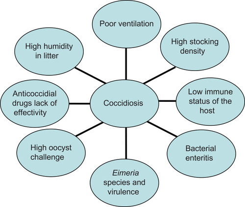 Figure 1 A multifactorial approach to coccidiosis: most common conditions that facilitate the development of disease.