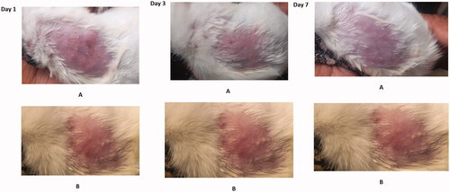 Figure 5. In vivo anti-inflammatory study.