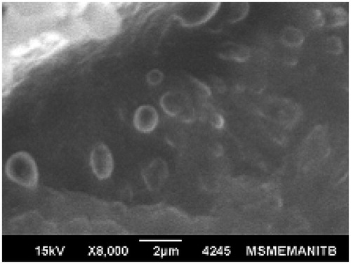 Figure 5. SEM photomicrograph of nanoparticles.