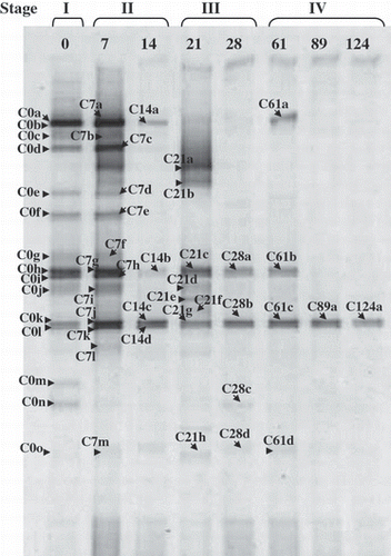 Figure 1 Denaturing gradient gel electrophoresis patterns of g23 gene fragments recovered from composting rice straw (RS). C0 to C124 indicate the period (0–124 days) of composting. Stages I to IV: (I) pre-composting stage (the initial RS materials), (II) thermophilic stage, (III) middle stage, (IV) curing stage.