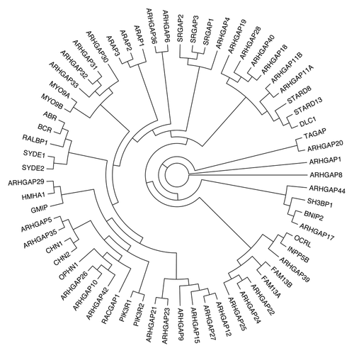 Figure 1. Phylogenetic tree of human Rho family GAPs. Partial protein sequences (~100 aa) of the GAP domain of 65 human Rho/Rac GAPs were aligned with ClustalW. Reconstruction of the unrooted tree was performed with distance matrix analysis on Mobyle portal in the following order: PROTDIST (Categories model) followed by FITCH (Global rearrangements).