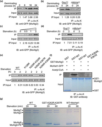 Figure 4. Acetylation of MoAtg3 by MoHat1. (a and c) Acetylation of MoAtg3 during both appressorium development and nutrient starvation treatment. Acetylation of MoAtg3-GFP in hyphae cells treated with MM-N medium for 0, 0.5, 1 and 2 h, and the germinating conidia were harvested after germination for 0, 8, 16 and 24 h. Detected by immunoprecipitation (IP) with the antibody to acetylated-lysine and immunoblotting (IB) with the antibody to GFP. The acetylation intensity was monitored by calculating the amount of acetylated MoAtg3 compared with the total MoAtg3 protein (IP/Input). (b and d) Acetylation of MoAtg3 in ∆Mohat1 mutant. Wild-type Guy11 and ∆Mohat1 mutant strains expressing MoAtg3-GFP were starved for 2 h or germinating for 24 h before protein extraction. Proteins were purified and immunoprecipitated with the antibody to acetylated-lysine followed by immunoblot with the antibody to GFP. (e) Acetylation of MoAtg3 mutations. ∆Moatg3/MoATG3 (WT), ∆Moatg3/MoATG3K126R (K126R), ∆Moatg3/MoATG3K220,222R (K220R K222R), ∆Moatg3/MoATG3K262,267R (K262R K267R), ∆Moatg3/MoATG3K295,300R (K295R K300R) were starved for 2 h and proteins were immunoprecipitated with antibody to acetylated-lysine followed by immunoblotting with antibody to GFP. (f) In vitro acetylation of the purified GST, GST-MoAtg3 WT (GST-WT), GST-MoAtg3K262,267R (GST-K262R,K267R) proteins was measured by means of immunoprecipitation with antibody to acetylated-lysine followed by immunoblotting with GST antibody. (g) Lipidation of MoAtg8. Purified MoAtg3 and GST-MoAtg3K262,267R (GST-K262R,K267R) mutant and also MoAtg3 incubated with MoHat1 (WT+MoHat1), MoAtg7, MoAtg8, and liposomes were incubated for in vitro MoAtg8 lipidation and analyzed by SDS-PAGE with urea.