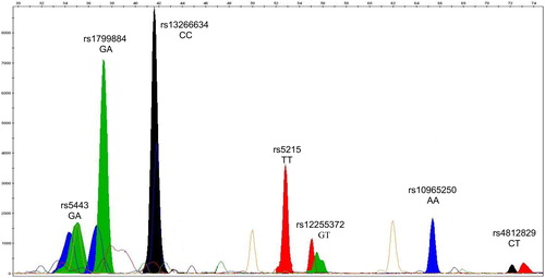 Figure 2. GeneMapper electrophoregram of representative SNaPshot fragment analysis of seven SNPs for a given T2D patient. Bins are labeled at the exact place where each allele should migrate. The X and Y axes represent size (nucleotides) and rfu (relative fluorescence units), respectively. The selected subject was genotyped (from left to right) for the genes GNB-3, GCK, SLC30A, KNJ11, TCF7L2, CDKN2A/B and HNF4A, respectively. The genotype of this patient is GA/GA/CC/TT/GT/AA/CT referring to SNPs of the seven genes, respectively.
