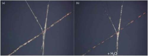 Figure 7. (Colour online) Cholesteric LC-filled fibres before (a) and during (b) water immersion, as they appear in reflection POM. The red colour of the cholesteric LC core becomes much more prominent during water immersion, as the scattering from the sheath disappears (b). The fibre running largely vertical in the photo, as well as its diagonal branch, are at slightly higher level and are thus not immersed in water, explaining their remaining scattering. Corresponding movie attached as Supplemental Movie 7.