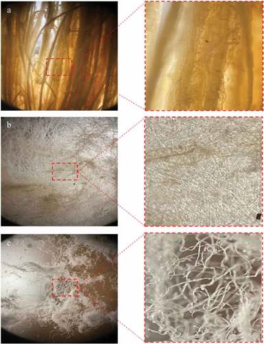 Figure 4. Microstructure of the experimental WHF using the 50X CU SmartLens: (a) WHF-R, (b) WHF-A, (c) WHF-B.